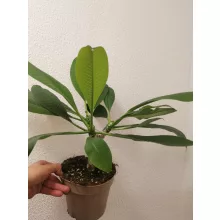 Hawaii rózsa - Plumeria rubra White