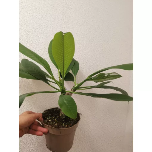 Hawaii rózsa - Plumeria rubra White