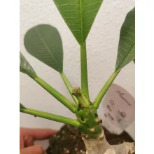 Hawaii rózsa - Plumeria rubra White