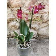 Phalaenopsis multiflora Red