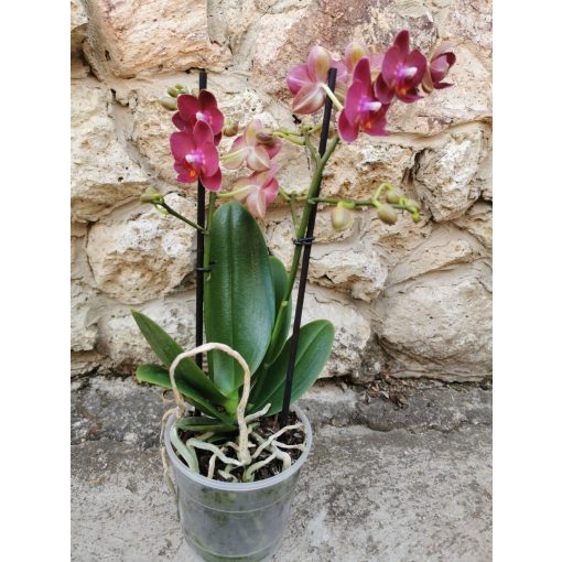 Phalaenopsis multiflora Red