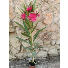 Leander Dupla Sötét Rózsaszín