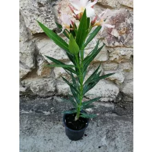 Leander Fahajas (78)