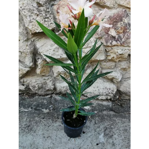 Leander Fahajas (78)