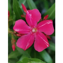 Leander Deszki Csíkos (47)