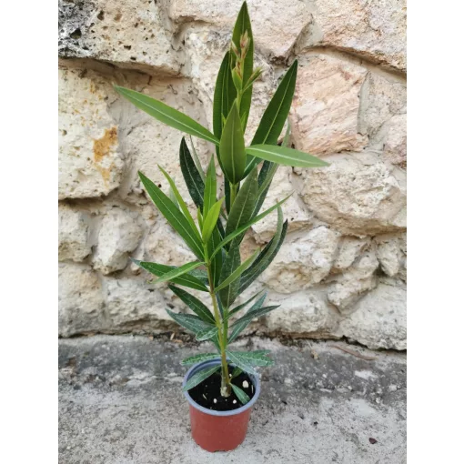 Leander Deszki Csíkos (47)