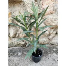 Leander Tamoure (34)