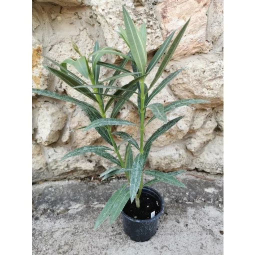 Leander Tamoure (34)