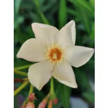 Leander Mézeske (128)