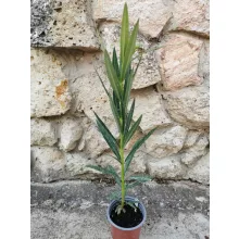 Leander Mézeske (128)