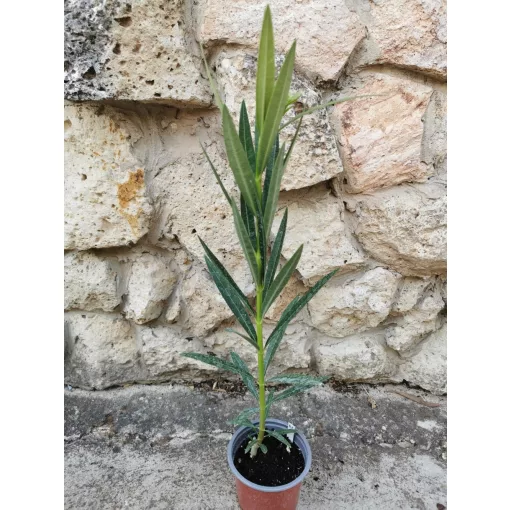 Leander Mézeske (128)