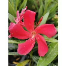 Leander Gotsis Aphrodite (48)