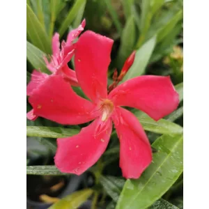 Leander Gotsis Aphrodite (48)