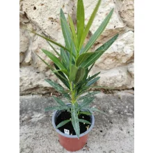 Leander Gotsis Aphrodite (48)