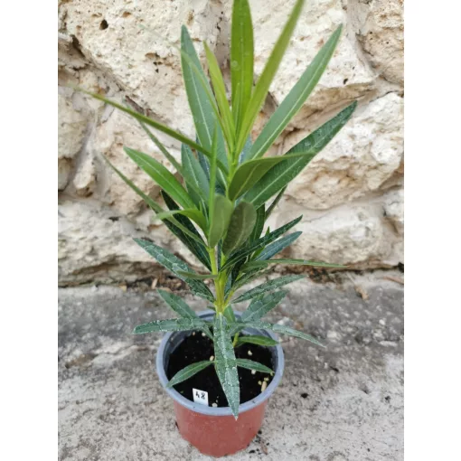 Leander Gotsis Aphrodite (48)