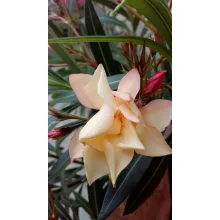 Leander Dupla Barack (64)