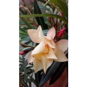 Leander Dupla Barack (64)