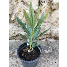 Leander Dupla Barack (64)