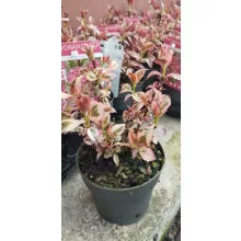 Hydrangea serrata Euphoria - Fűrészeslevelű hortenzia (tarka levél)