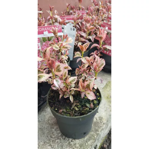 Hydrangea serrata Euphoria - Fűrészeslevelű hortenzia (tarka levél)