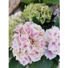 Kerti hortenzia - Hydrangea macrophylla (pink-white)