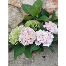 Kerti hortenzia - Hydrangea macrophylla (pink-white)