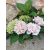 Kerti hortenzia - Hydrangea macrophylla (pink-white)