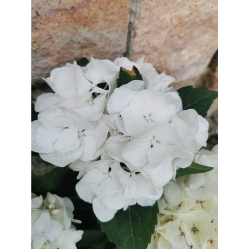 Kerti hortenzia - Hydrangea macrophylla (white)