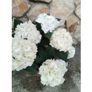 Kerti hortenzia - Hydrangea macrophylla (white)