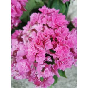 Kerti hortenzia - Hydrangea macrophylla (double pink)