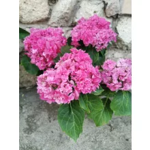 Kerti hortenzia - Hydrangea macrophylla (double pink)