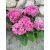 Kerti hortenzia - Hydrangea macrophylla (double pink)