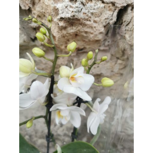 Phalaenopsis mini 1