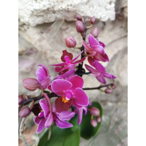 Phalaenopsis mini 4