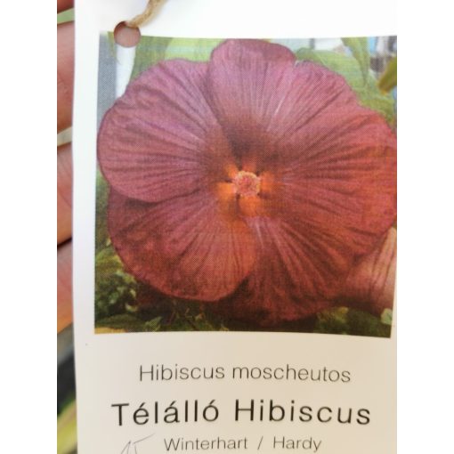 Mocsári hibiszkusz - Hibiscus moscheutos 15 (Szakszon)