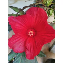 Mocsári hibiszkusz - Hibiscus moscheutos (bordó levelű-piros virágú)