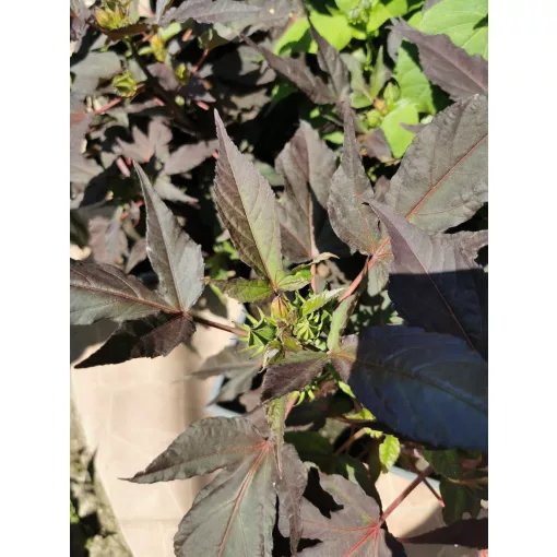 Mocsári hibiszkusz - Hibiscus moscheutos (bordó levelű-piros virágú)