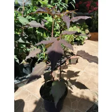 Mocsári hibiszkusz - Hibiscus moscheutos (bordó levelű-piros virágú)