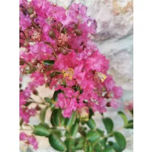 Lagerstroemia indica Rubra - Selyemmirtusz