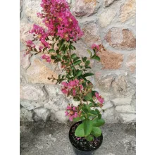 Lagerstroemia indica Rubra - Selyemmirtusz