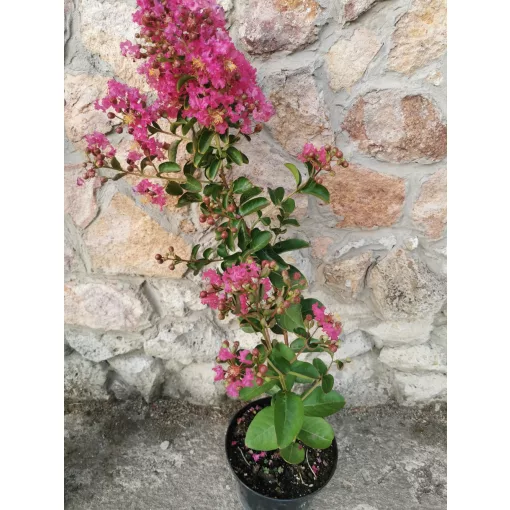 Lagerstroemia indica Rubra - Selyemmirtusz
