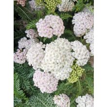 Cickafark - Achillea millefolium (pink-white)