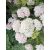 Cickafark - Achillea millefolium (pink-white)