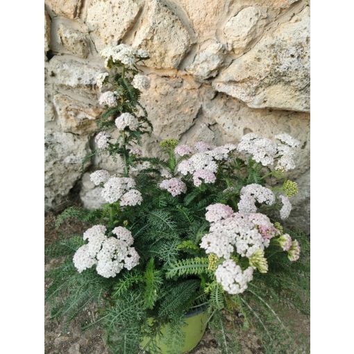 Cickafark - Achillea millefolium (pink-white)