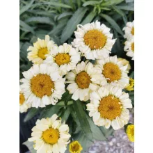 Sárga margaréta - Leucanthemum Real Goldcup