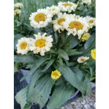 Sárga margaréta - Leucanthemum Real Goldcup