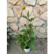Kúpvirág - Rudbeckia fulgida var. Speciosa