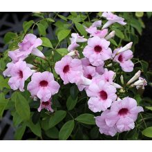 Pandorea jasminoides Pink - Ausztrál kúszójázmin