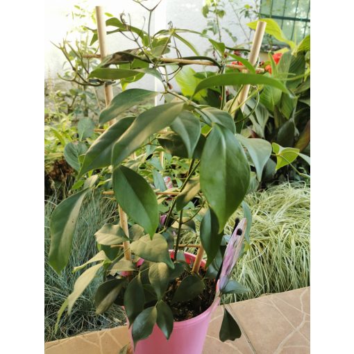 Pandorea jasminoides Pink - Ausztrál kúszójázmin