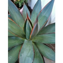 Agave Shaka Zulu